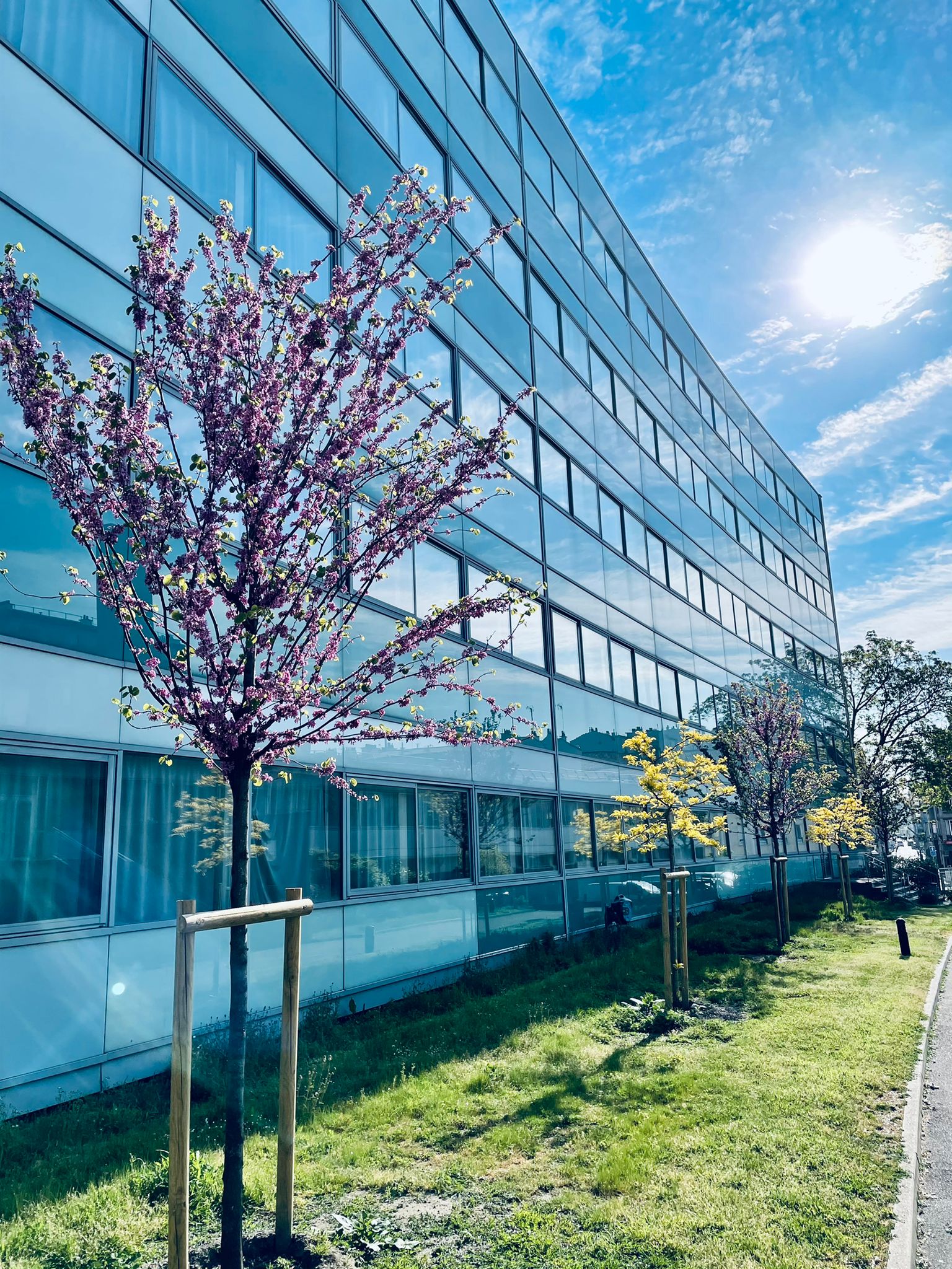 Lycée avec bordure arborée