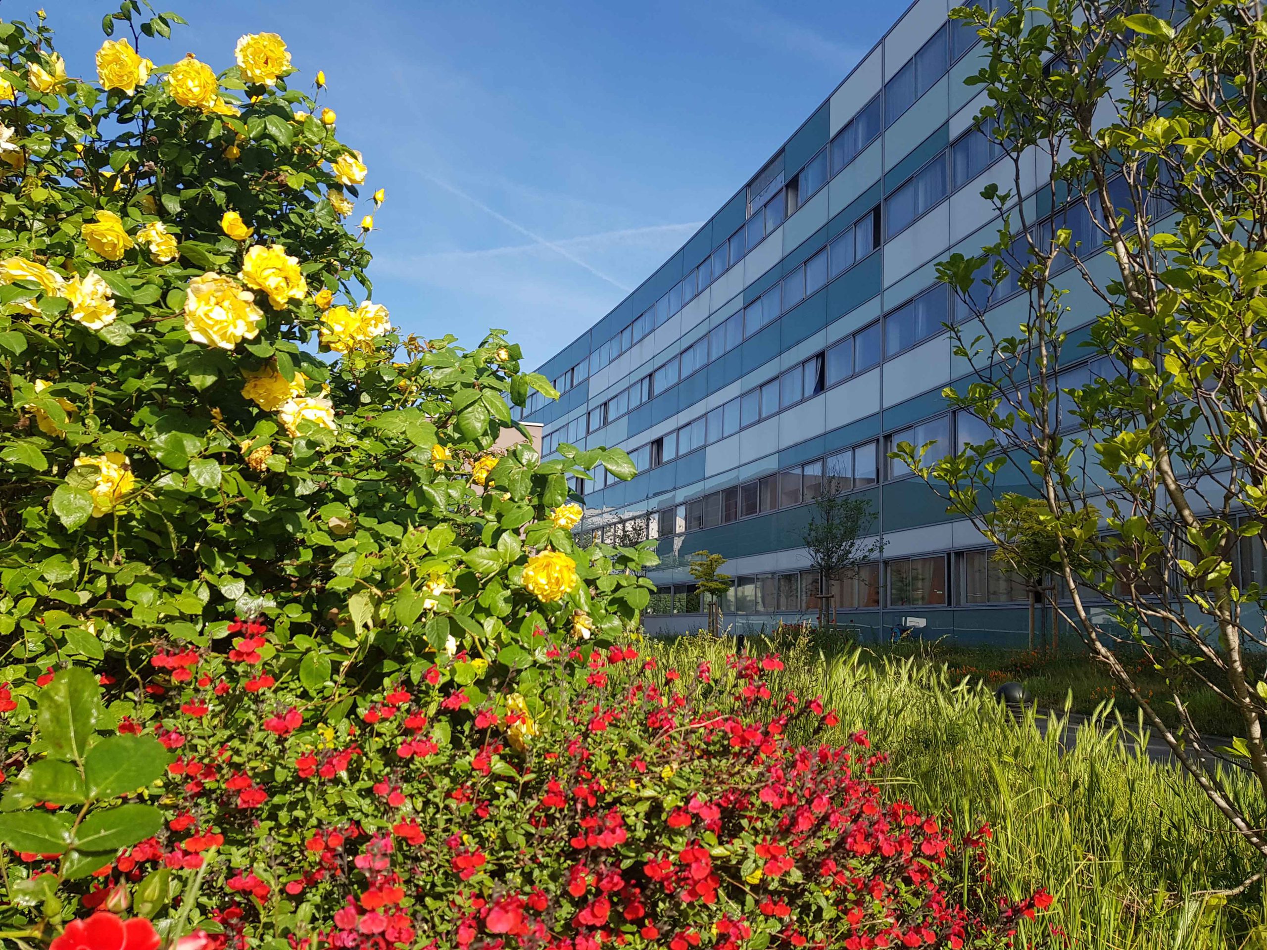 Lycée en arrière-plan et parterre fleuri au premier plan